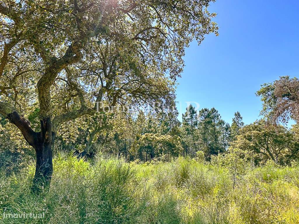 Quinta do Ponsulinho com 9,7 Hectares - Grande imagem: 3/13