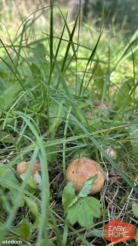Cudowne miejsce w pobliżu jeziora i lasu-7