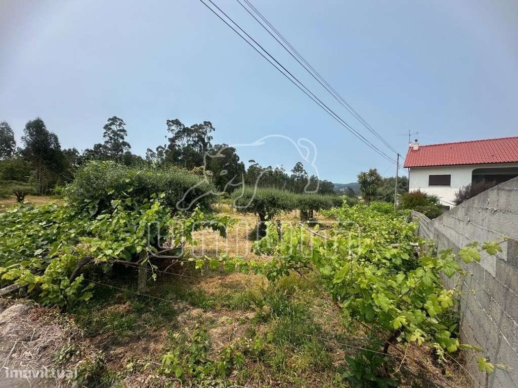 Terreno Agrícola - Vila Franca - Grande imagem: 5/5