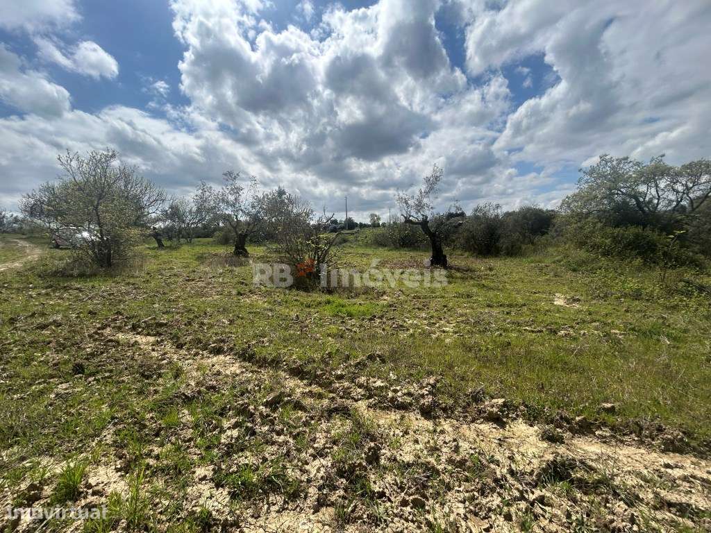 3 Terrenos rústicos com luz e poço - Delongo, Tomar - Grande imagem: 5/52