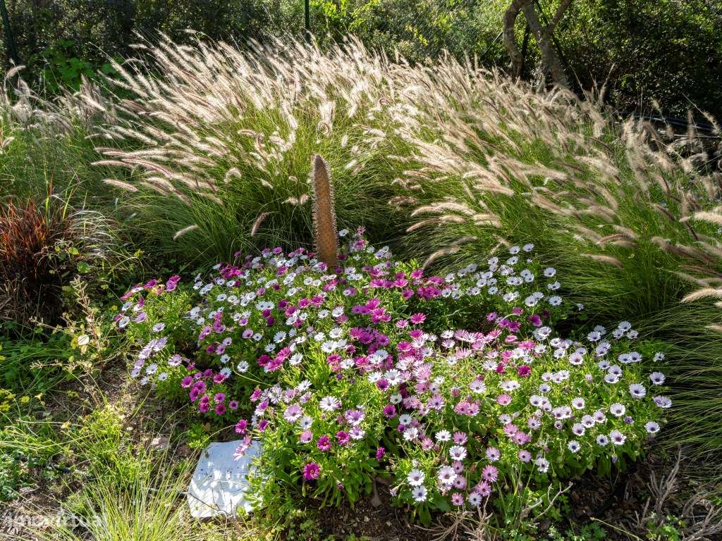 Incrível Quinta no Algarve rural-35