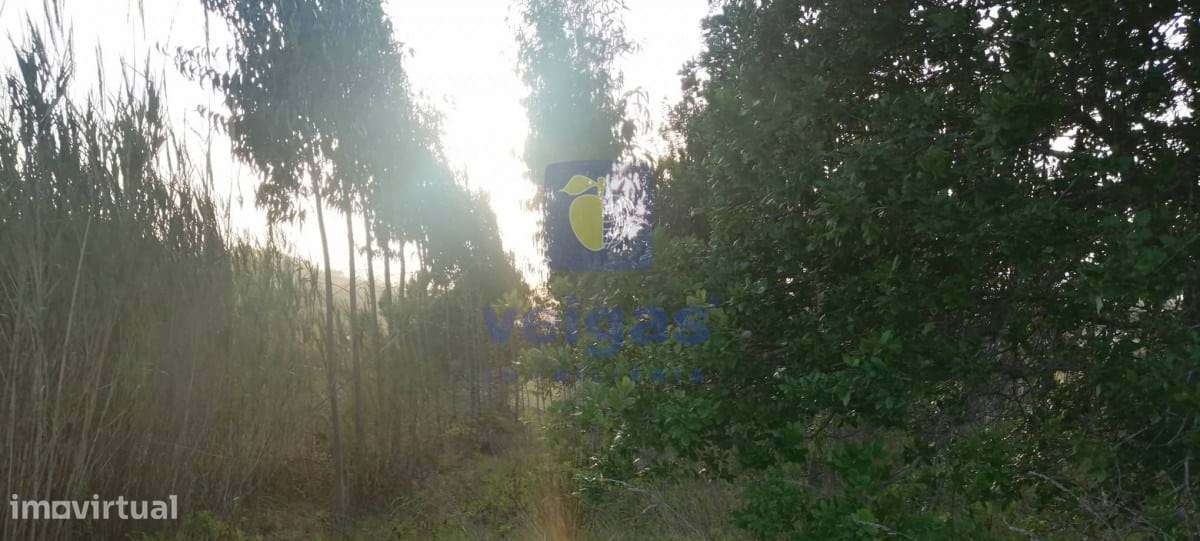 Terreno Alvorninha - Grande imagem: 2/6