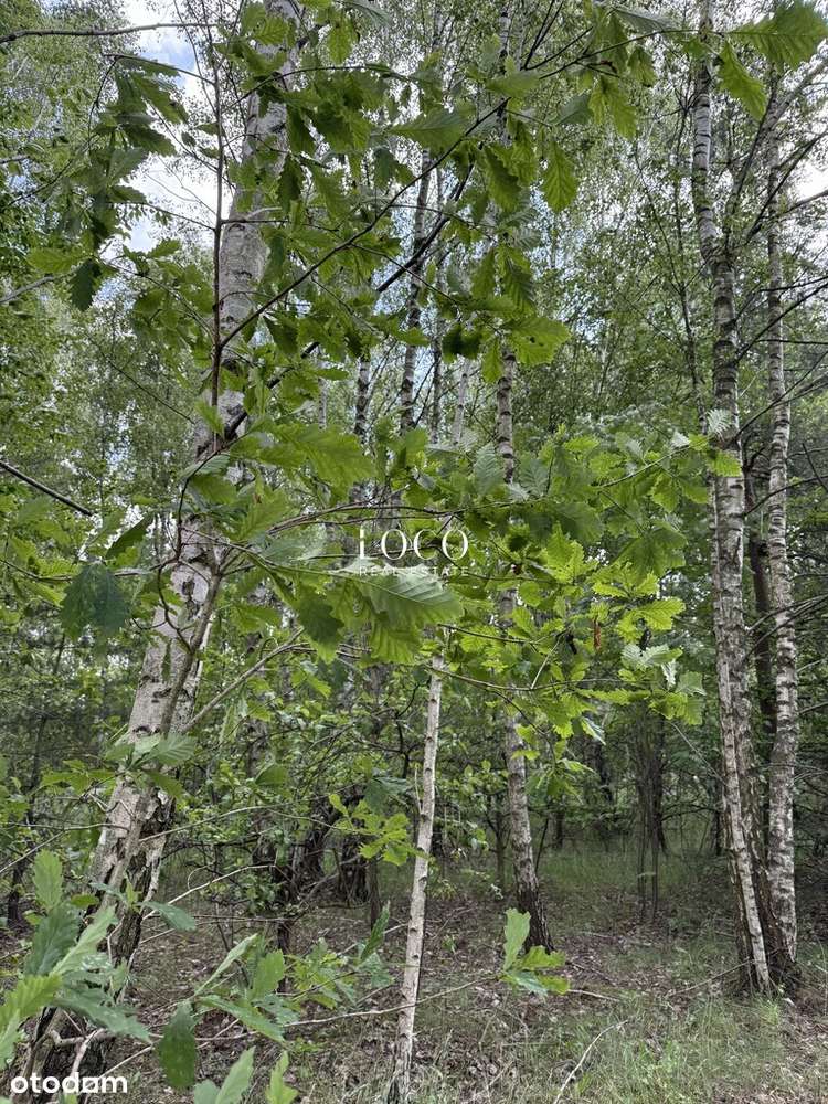 Działka siedliskowa 1,1 ha Stefanówka - Pełny obrazek: 5/9