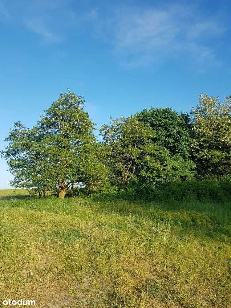 NIŻSZA CENA ! Działki z WZ, Pszczew, jezioro, las - Pełny obrazek: 5/9