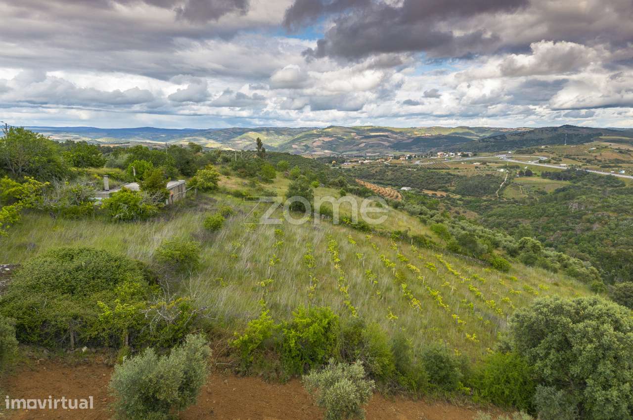 Terreno com olival, vinha e pastagem - Grande imagem: 4/33