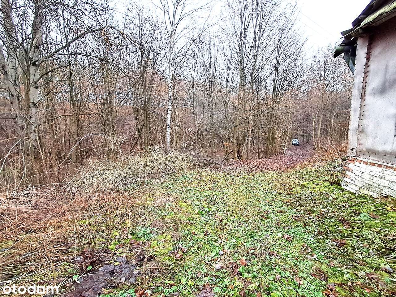 Okazja inwestycyjna – 3,5 ha gruntu z siedliskiem Baranica k. Gorzkowa - Pełny obrazek: 3/19