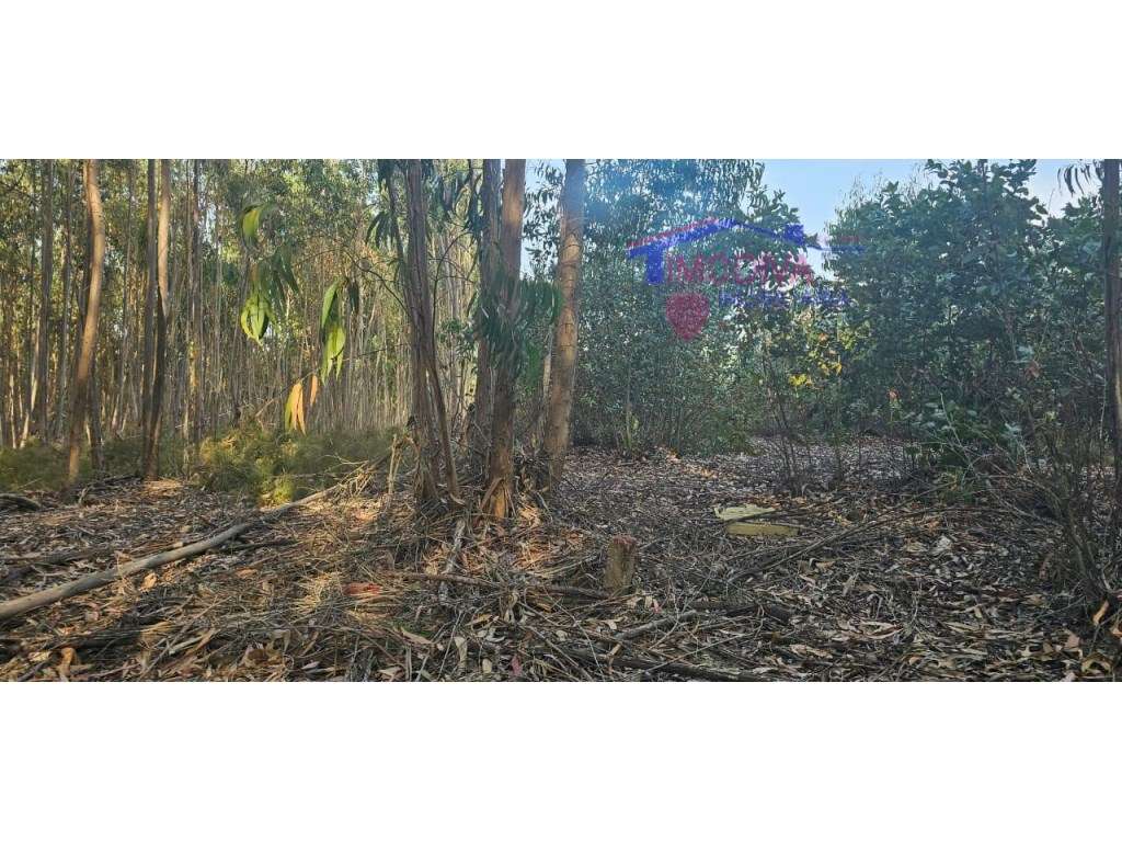 Terreno rústico junto a parque industrial de Figueiró dos Vinhos - Grande imagem: 4/6