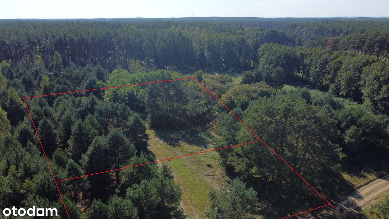 Piękna działka z MPZP spokojna okolica, lasy i jeziora, Silna/Pszczew - Pełny obrazek: 4/9