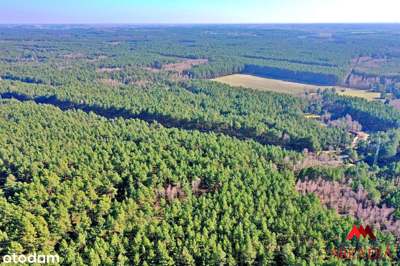 Działka las iglasty 40-50 letni, Bobrownickie Pol - Pełny obrazek: 4/6