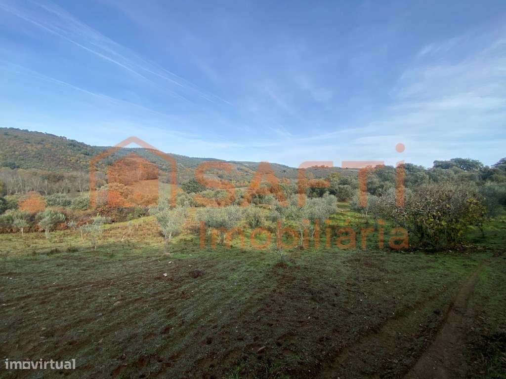 Olival de Excelência com 2,2 Hectares em Macedo de Cavaleiros - Pro...-30