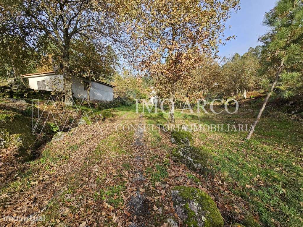 Terreno, Olival de Meanhos-6