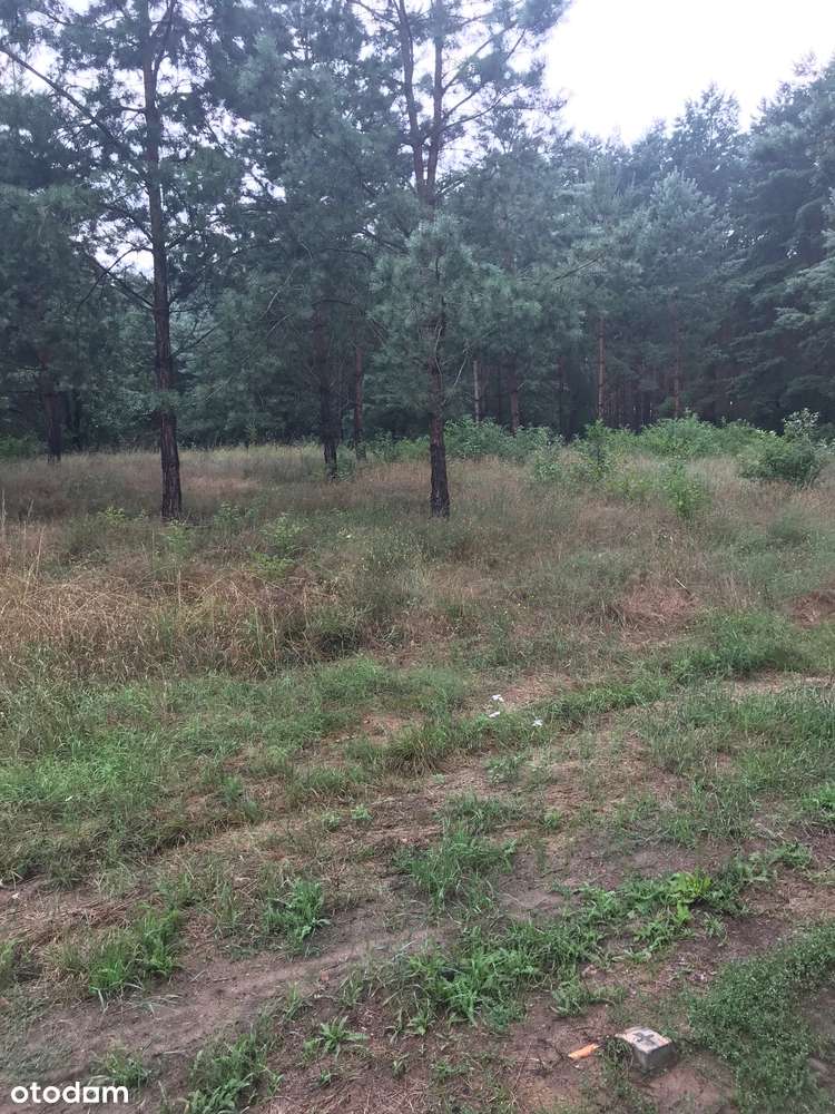 Przepiękna działka w otoczeniu lasów 7 minut od Słubic - Pełny obrazek: 4/8