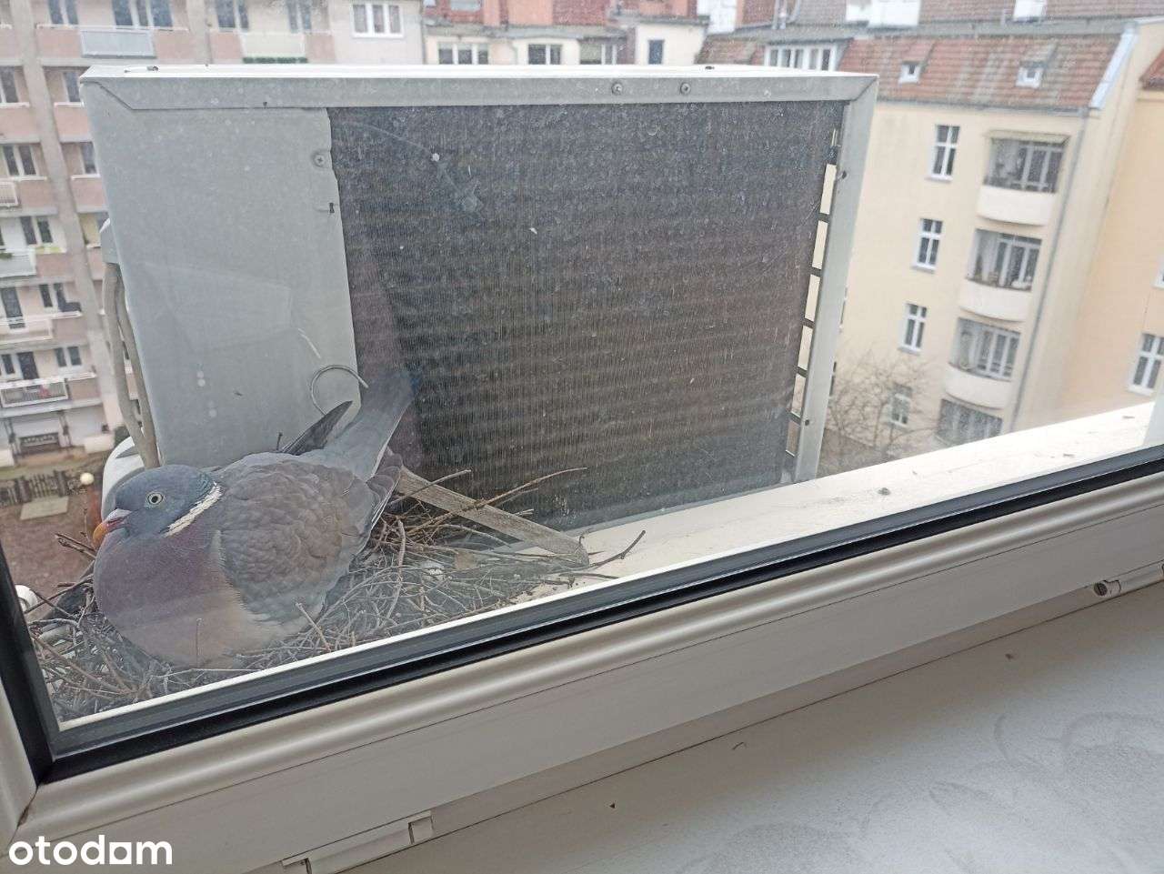 Pokój biurowy 12 mkw Vp, winda, 1000,- zł brutto bez dodatkowych opłat - Pełny obrazek: 2/9