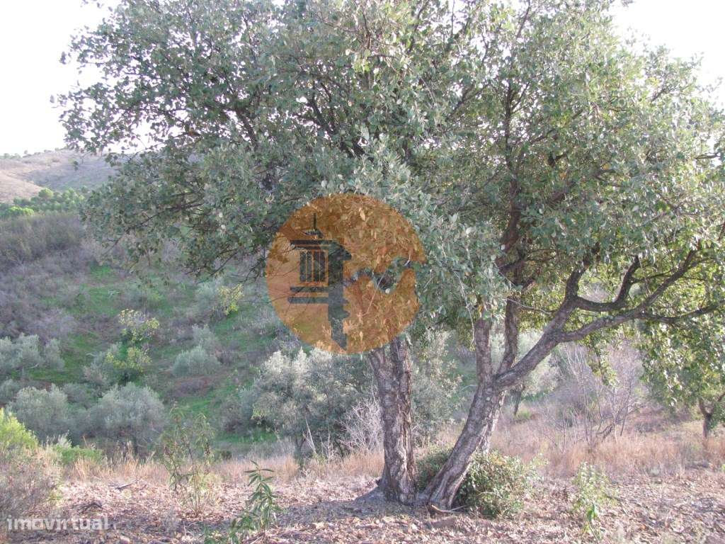 TERRENO RÚSTICO COM 3.520 M2 - CORTE DO GAGO - AZINHAL - CASTRO MAR... - Grande imagem: 4/30