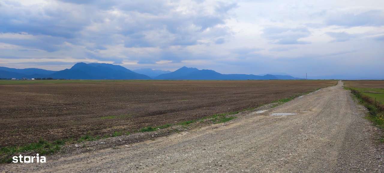 Carpinis, 10000mp-arabil, 25000Euro - Imagine principală: 5/5