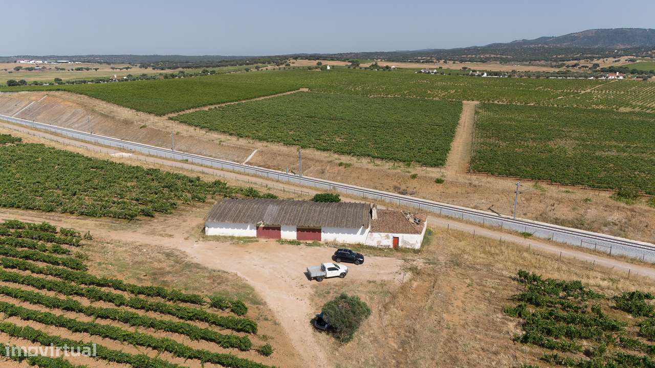 HERDADE | VINHA | OLIVAL | PARA VENDA | ALENTEJO - Grande imagem: 4/6