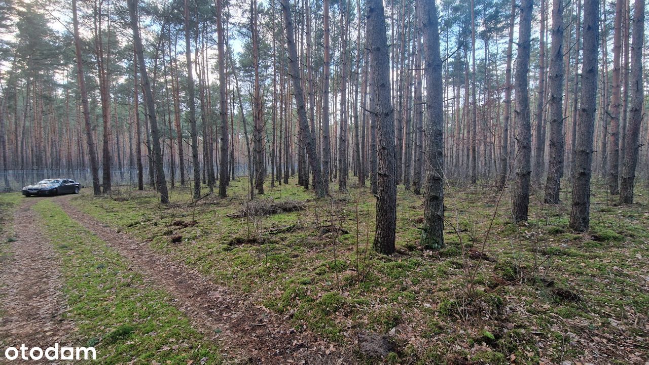 Pięknie zlokalizowana budowlana działka leśna