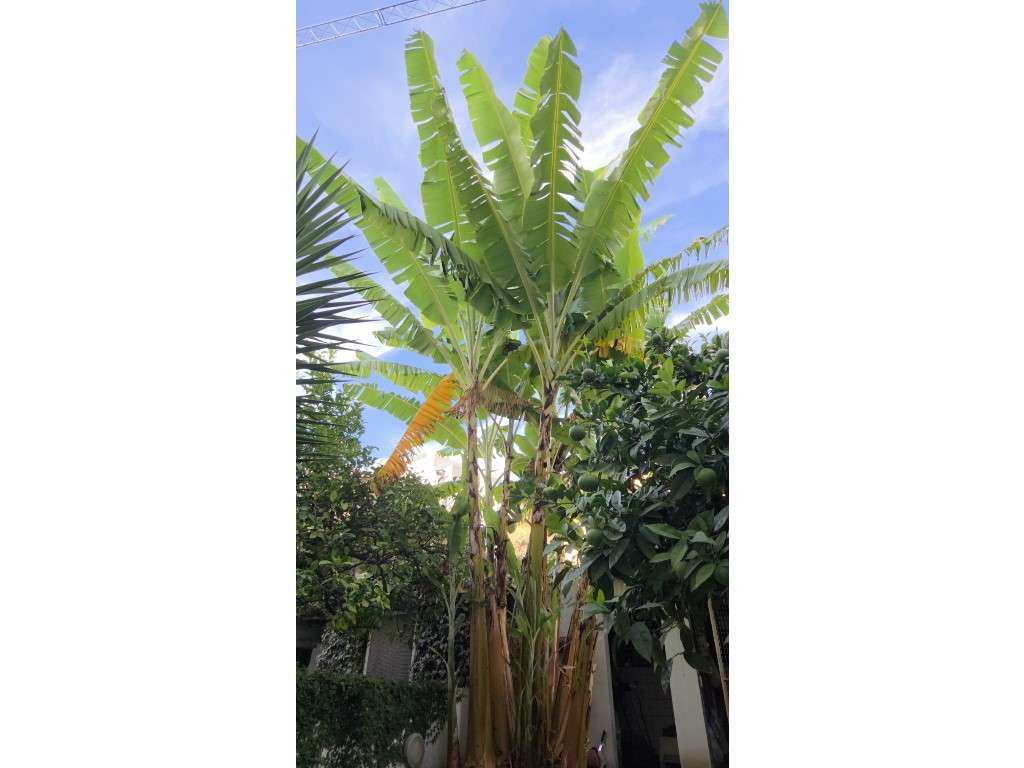 **Venda de Apartamento T2 com Jardim Privativo próximo da Avenida d...-5