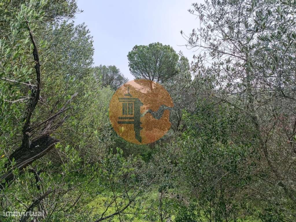 TERRENO RUSTICO COM 2.000 M2 - JUNTO AO RIO GUADIANA - EM ALCOUTIM ... - Grande imagem: 5/23