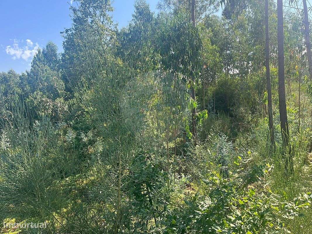 Terreno  para arrendamento - Grande imagem: 4/4