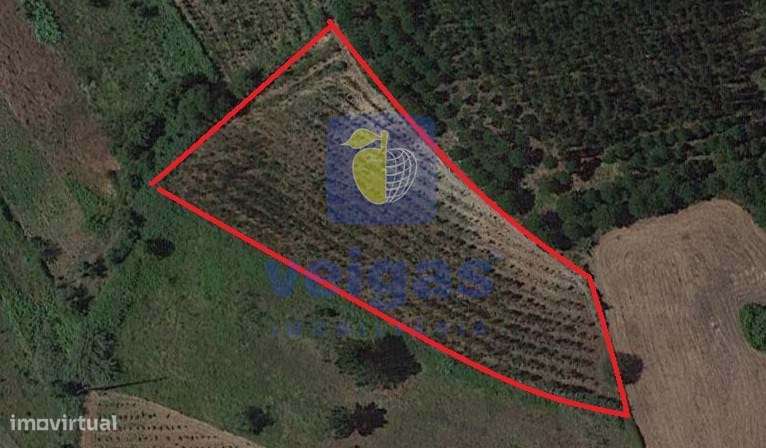 Terreno Alvorninha - Grande imagem: 3/6