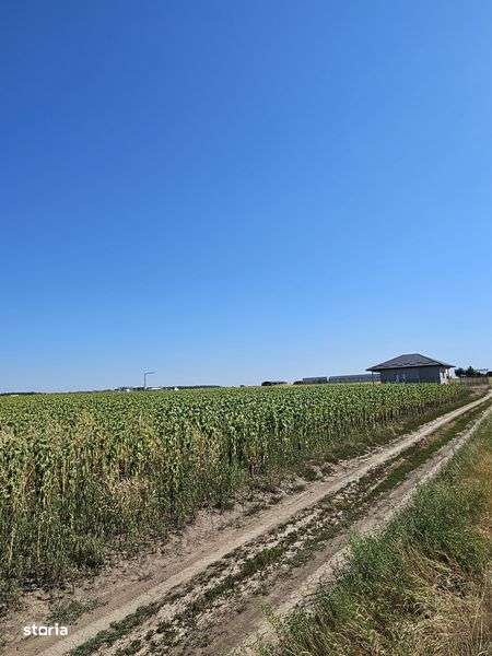 Teren intravilan DASCALU 15.900 MP - Imagine principală: 4/6