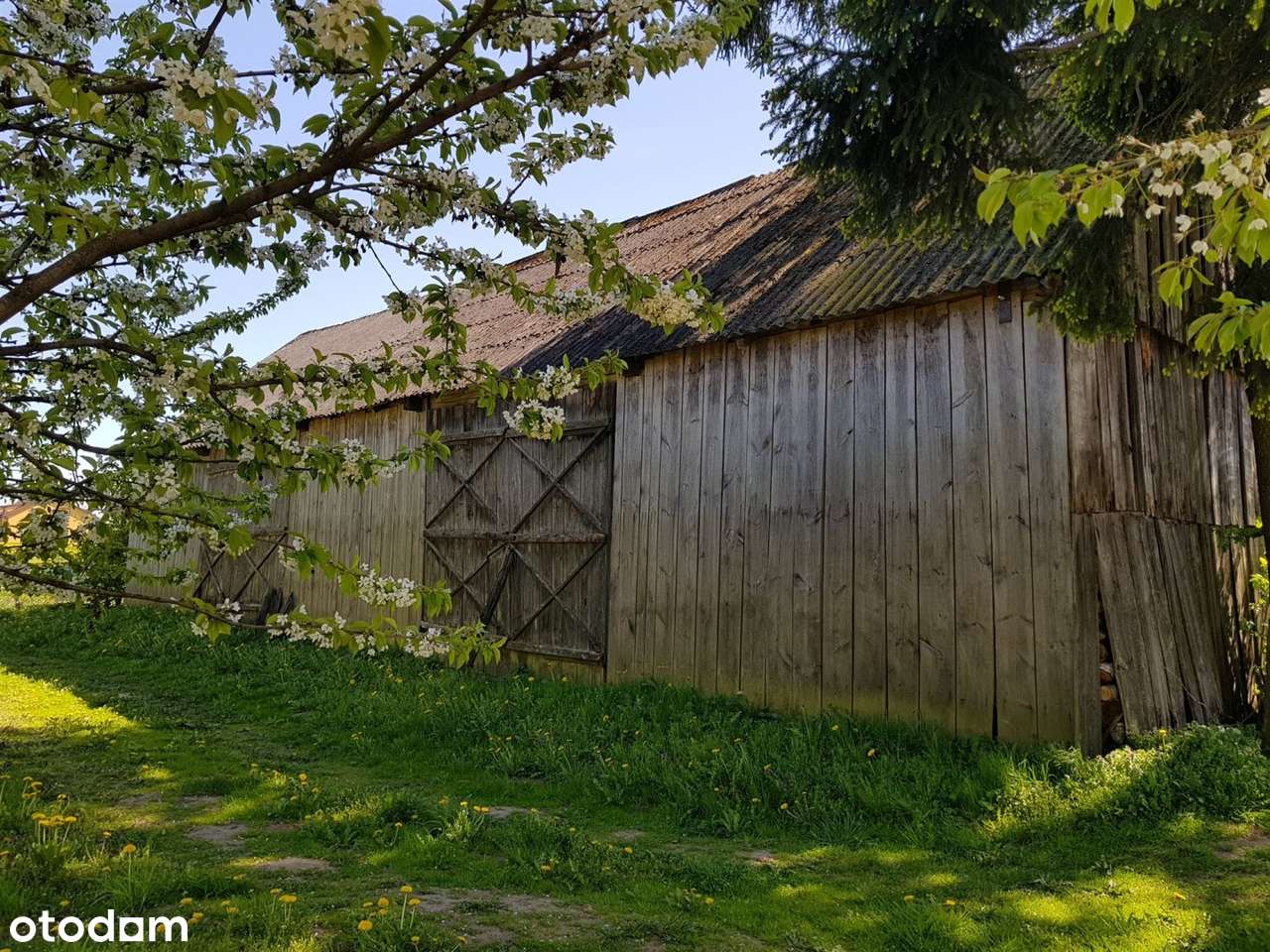 Okazja! DOM Siedlisko Budynki Gosp SAD Staw ok 1h-9