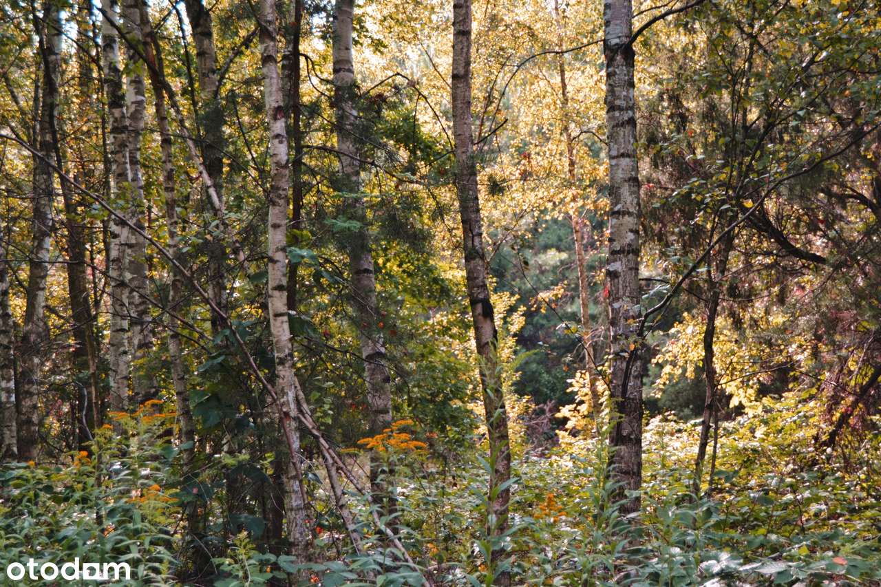 Urokliwe działki budowlane w sąsiedztwie lasu-8
