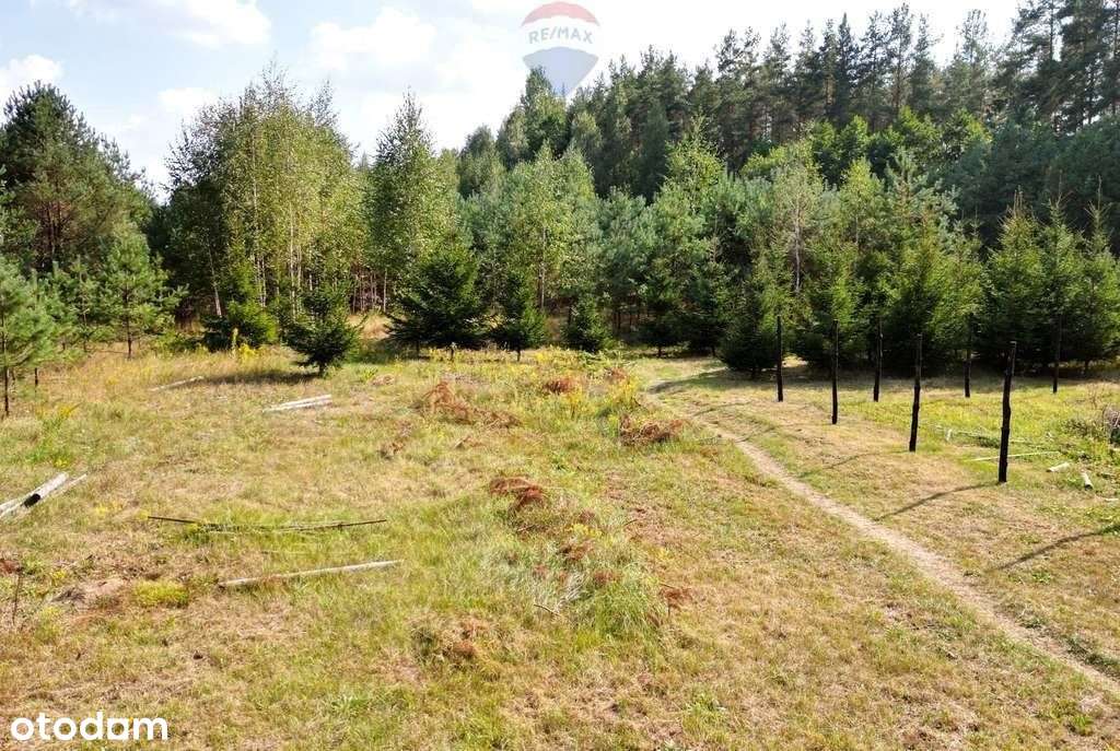 Działka budowlana w Puszczy Augustowskiej - Pełny obrazek: 5/10