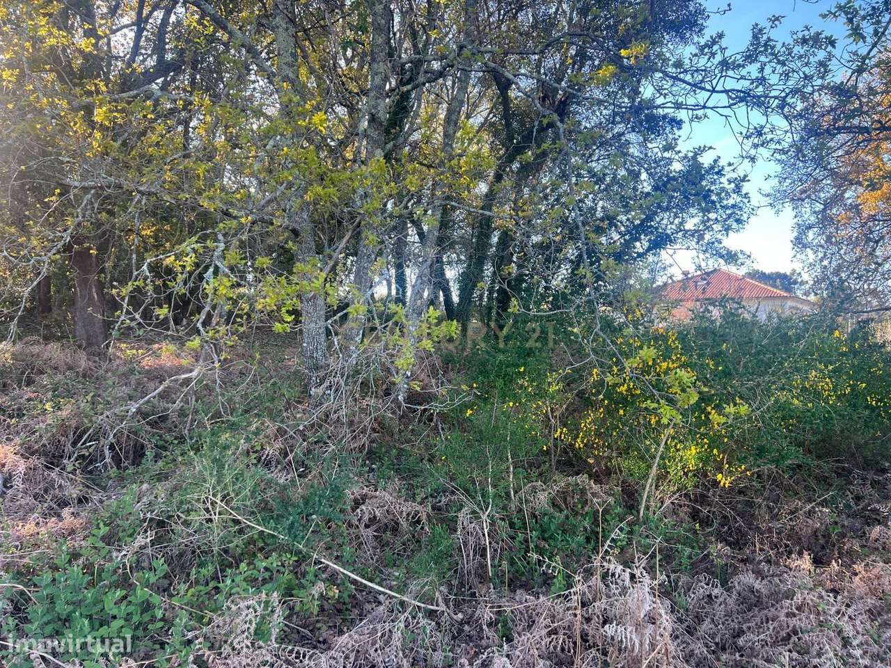 Terreno com 12.900 m² e Vistas Desafogadas na Tapada – Figueiró dos Vi - Grande imagem: 5/7