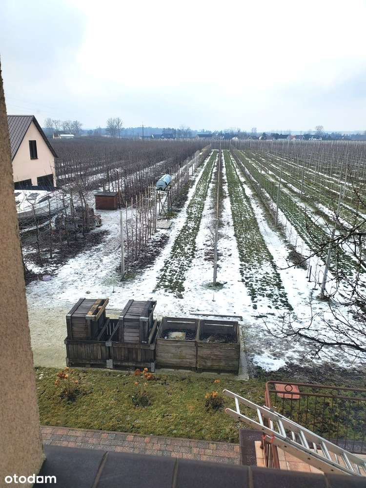 NOWOCZESNE GOSPODARSTWO O POW. 1,3033 HA Z MŁODYM SADEM - Mąkolno-9