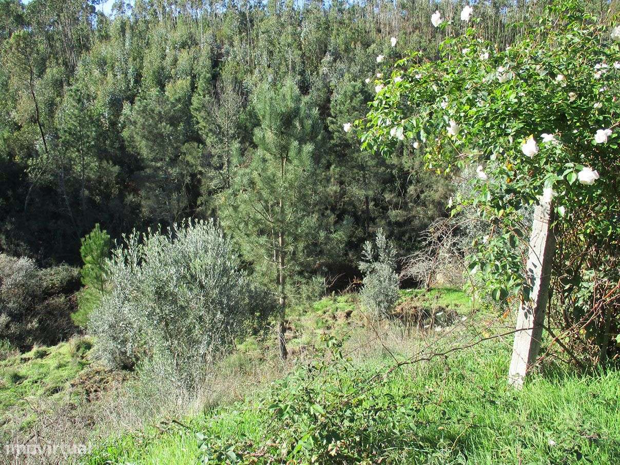 Quinta com Ruína - Grande imagem: 4/6