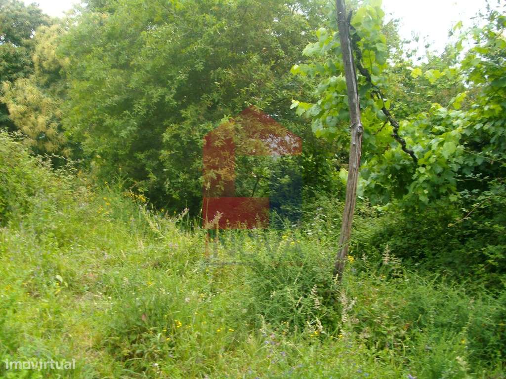Terreno agrícola, Aboim da Nóbrega - Grande imagem: 3/12