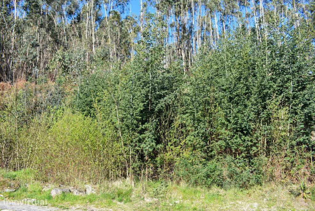 Lote Construção - Vieira do Minho - Grande imagem: 4/10