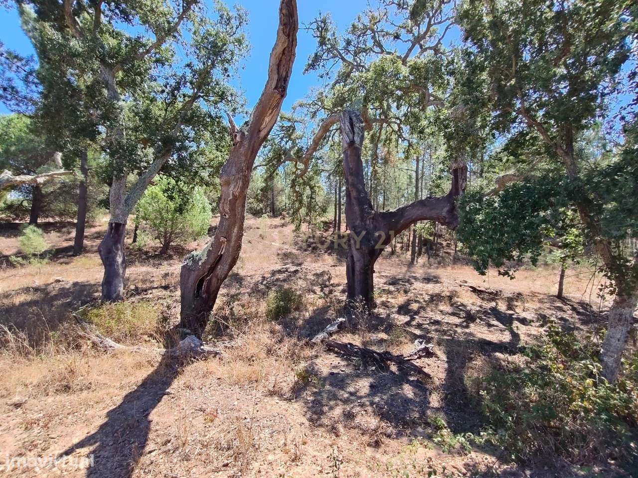 Terreno Rústico em Melides/Grândola - Grande imagem: 3/29