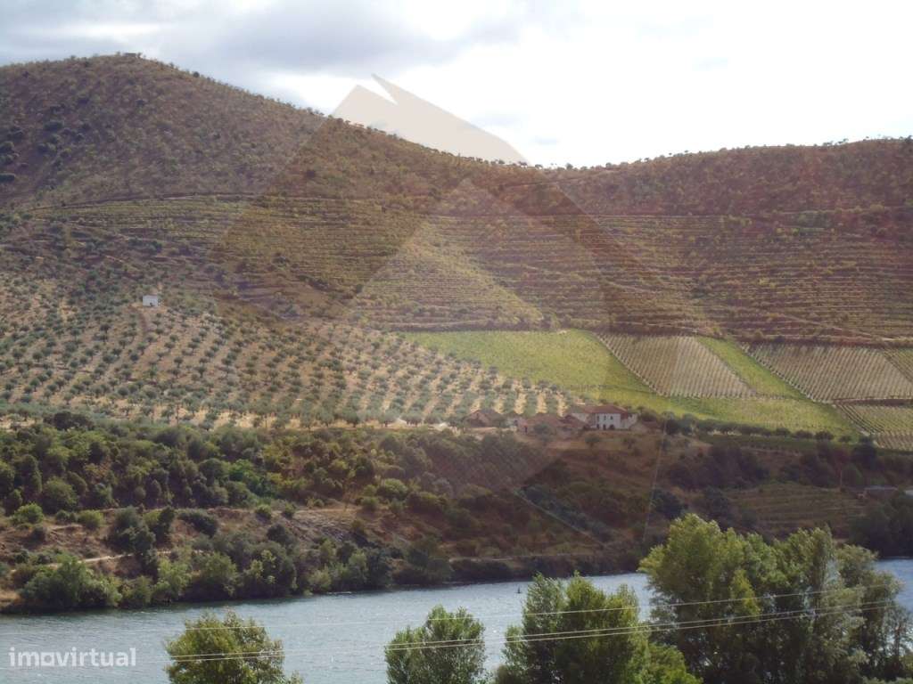 QUINTA COM VINHA - FIGUEIRA DE CASTELO RODRIGO-12