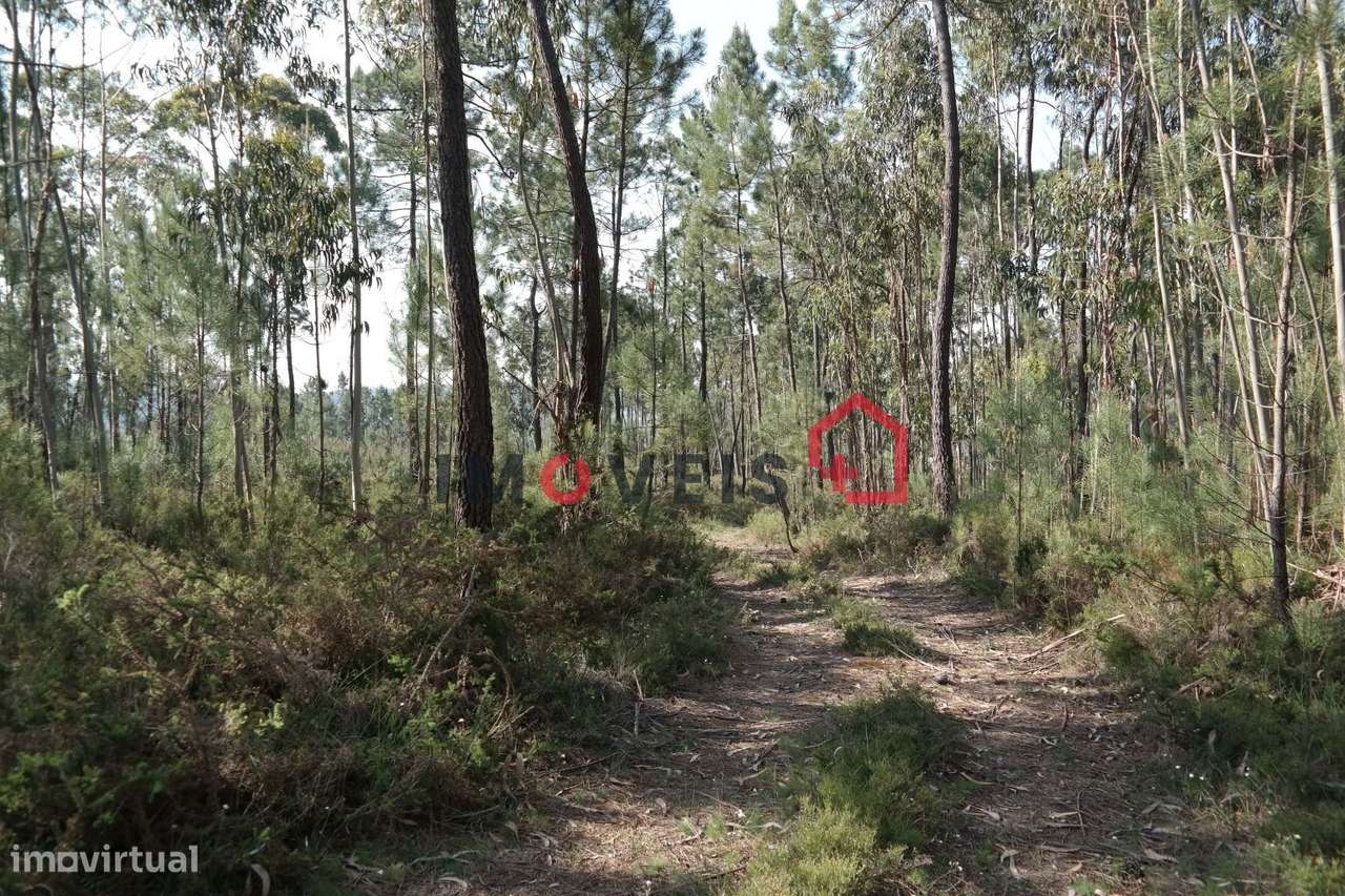 Terreno com pinhal - Grande imagem: 2/3