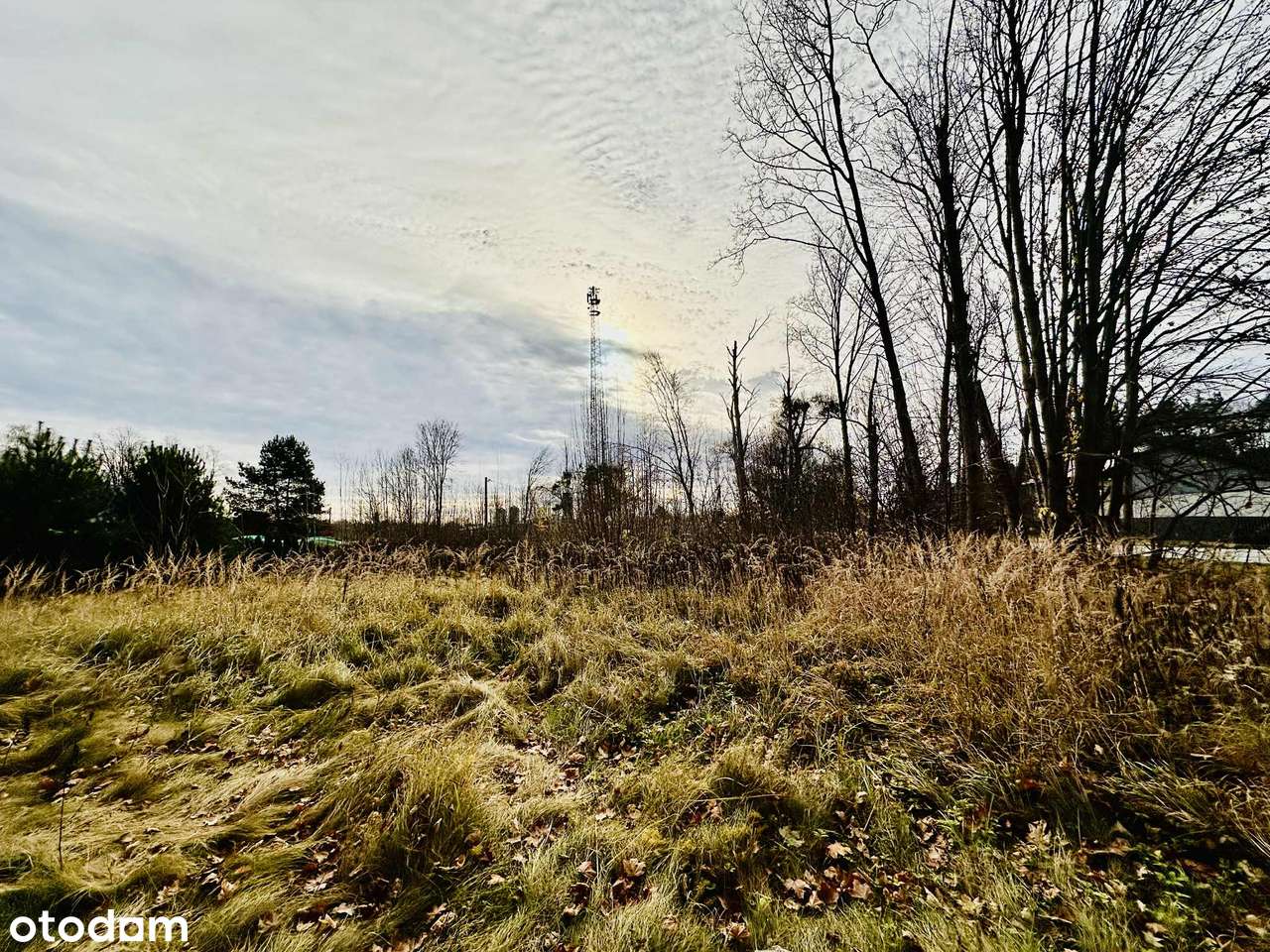 OSTROWINA / BEZPOŚREDNIE SĄSIEDZTWO LASU - Pełny obrazek: 4/13