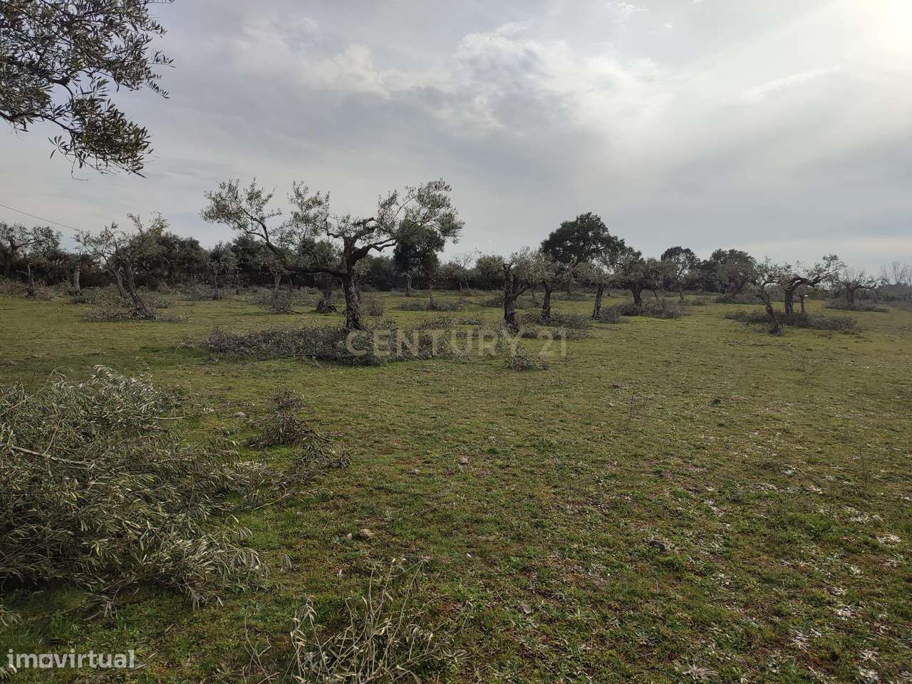Terreno com olival tradicional | Póvoa de Rio de Moinhos, Castelo Bran - Grande imagem: 2/7