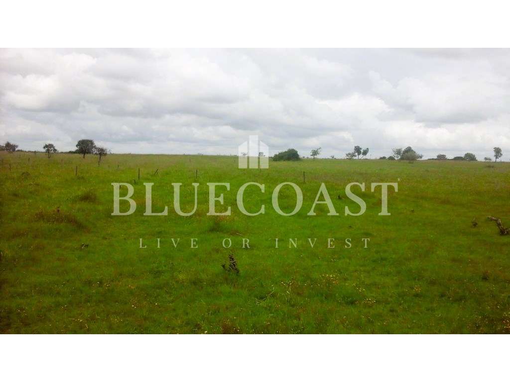 Terreno Agrícola com cerca de 7,5ha - Potencial de atividades agric... - Grande imagem: 3/3