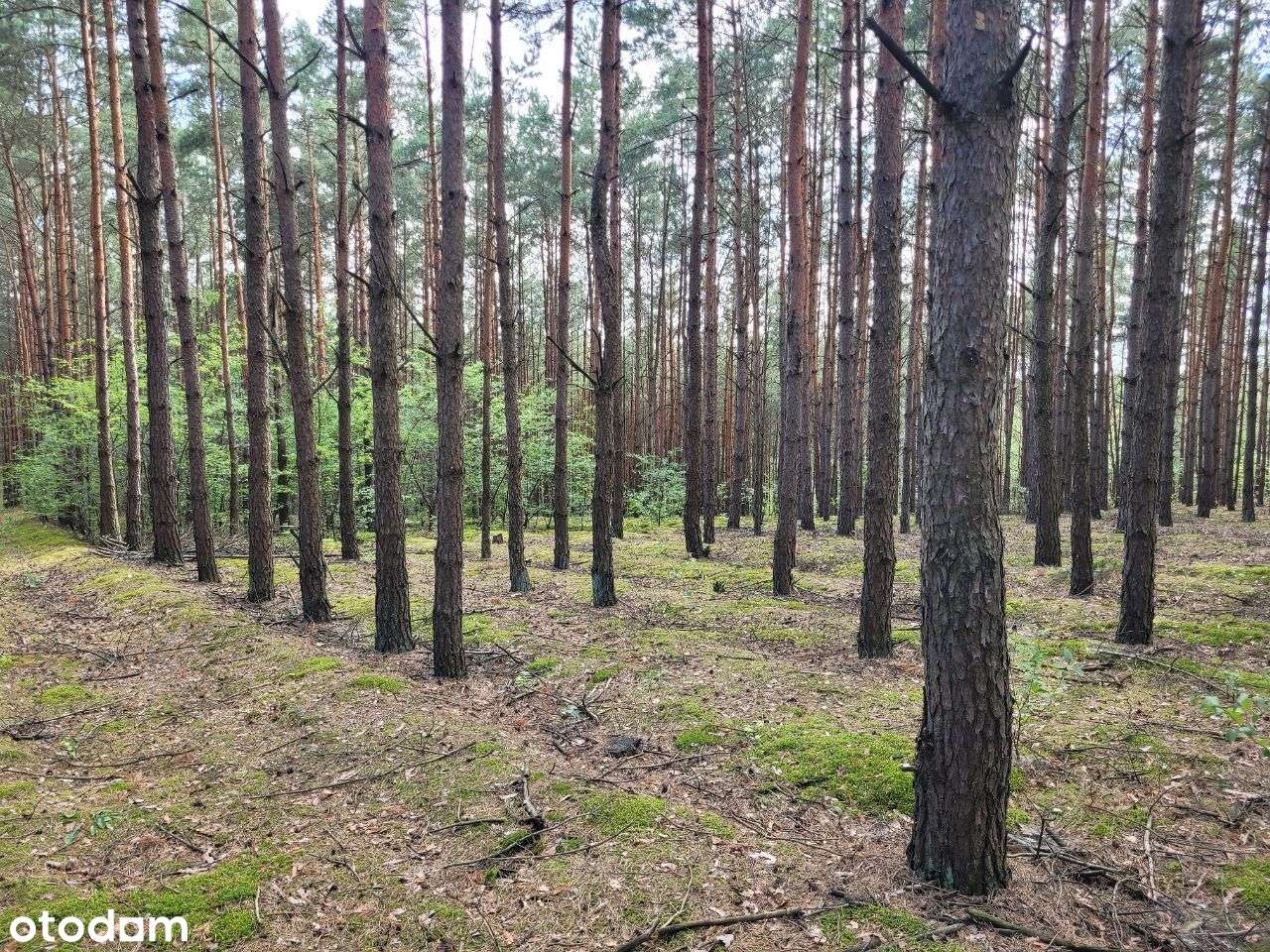 Las wraz z dodatkową działką i stawem - Pełny obrazek: 5/13