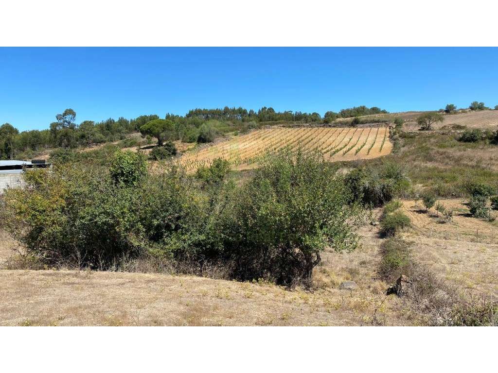 Terreno - Ericeira 12 km, A Casa das Casas - Grande imagem: 4/9