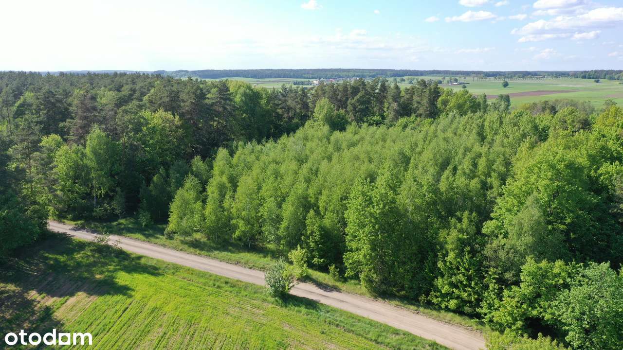 Super okazja - las w Starym Cydzynie w super cenie - Pełny obrazek: 1/9