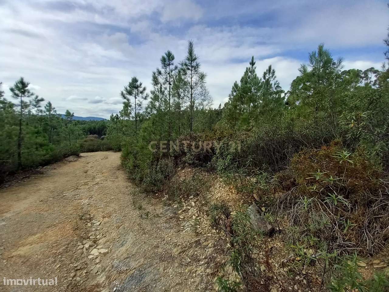 Terreno Rustico com 6120 m2 Vale da Pereira-Santo André das Tojeiras - Grande imagem: 5/8