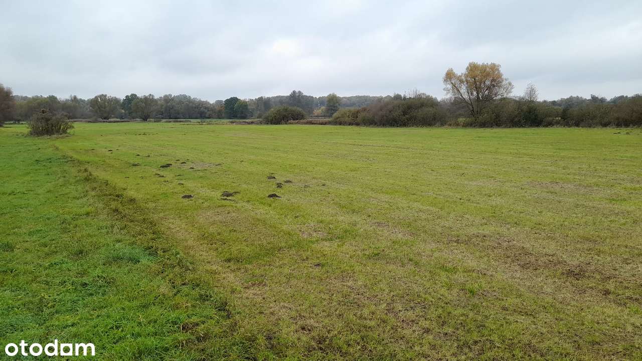 Duża Działka rolna 35600 m2 ( 3,5 ha ) Secymin Nowy blisko Wisły - Pełny obrazek: 5/11