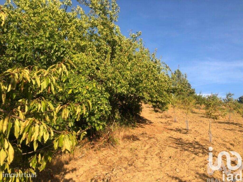 Terreno Agrícola em Vinhais de 7528,00 m2 - Grande imagem: 2/3