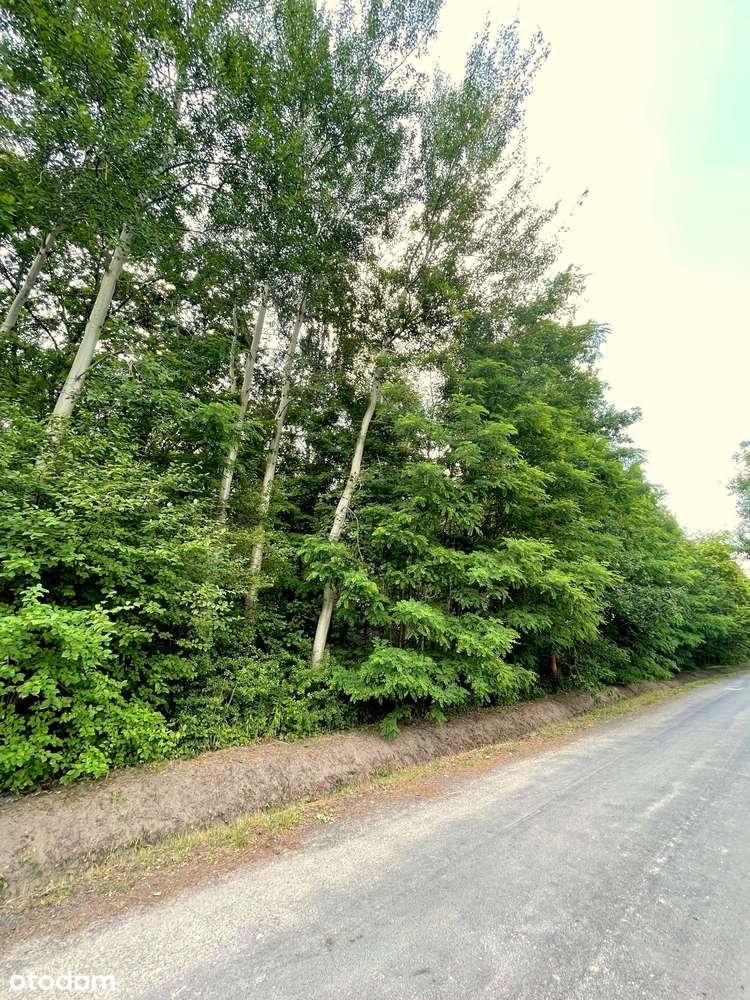 Szczęsne. Działka leśna z dużym potencjałem.-6