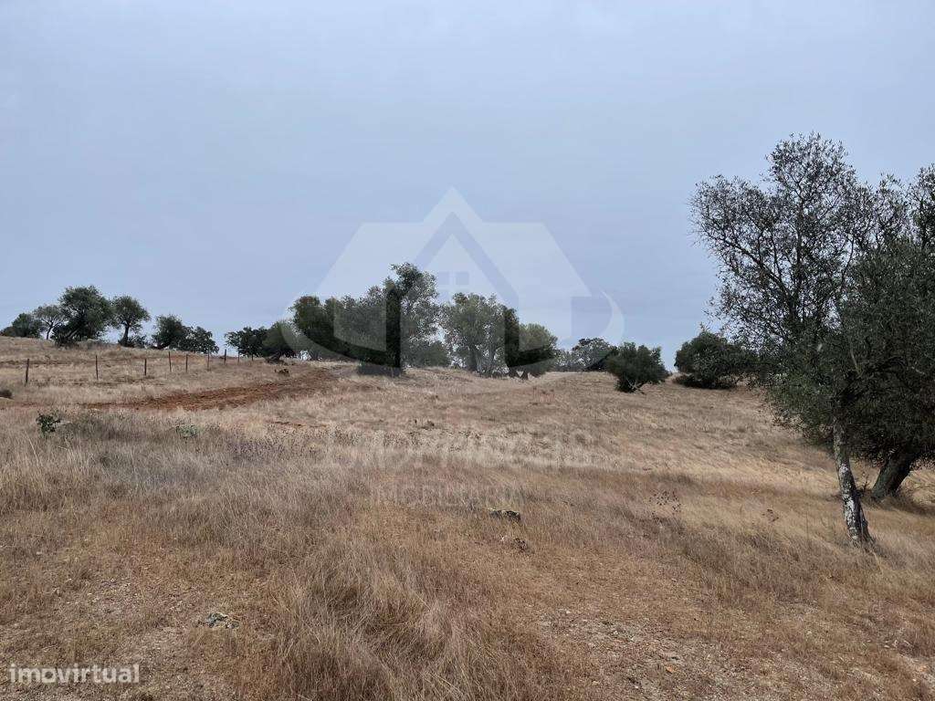 Herdade de 6,5 hectares, com 431 m² urbanos em Pavia, concelho de Mora - Grande imagem: 5/25