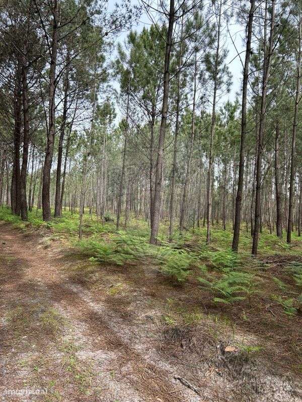 Terreno  para venda - Grande imagem: 4/5