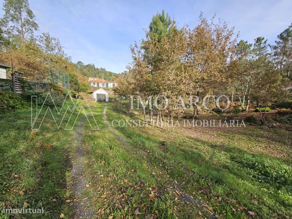 Terreno, Olival de Meanhos-5